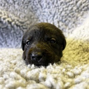 Simba - Borador Puppy - Female - Purple Collar