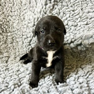 Simba - Borador Puppy - Female - Purple Collar