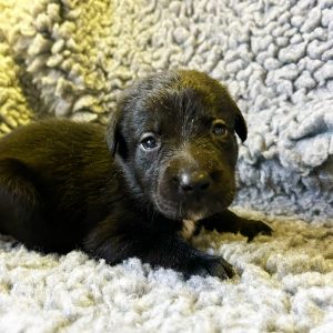 Simba - Borador Puppy - Female - Purple Collar