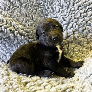 Simba - Borador Puppy - Female - Purple Collar