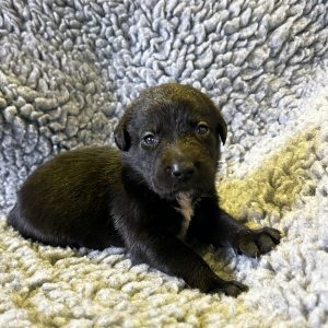 Simba - Borador Puppy - Female - Purple Collar