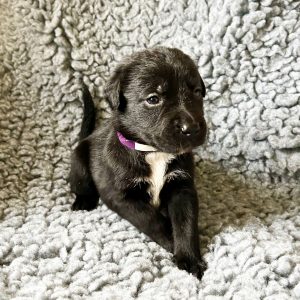 Simba - Borador Puppy - Female - Purple Collar