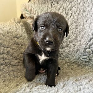 Sonny - Borador Puppy - Male - Yellow Collar