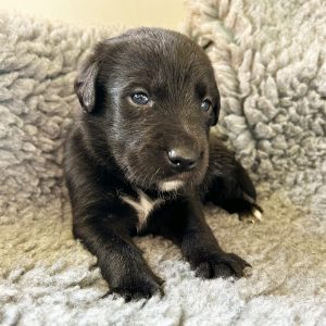 Sonny - Borador Puppy - Male - Yellow Collar
