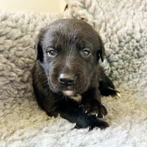 Sonny - Borador Puppy - Male - Yellow Collar