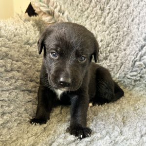 Sonny - Borador Puppy - Male - Yellow Collar