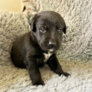 Sonny - Borador Puppy - Male - Yellow Collar