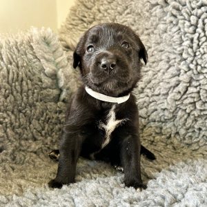 Winnie - Borador Puppy - Female - Grey Collar