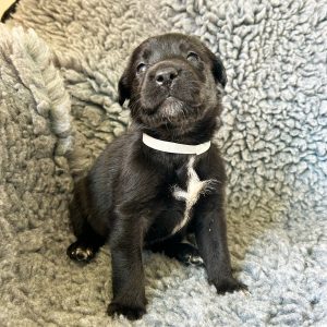 Winnie - Borador Puppy - Female - Grey Collar