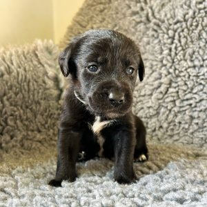 Winnie - Borador Puppy - Female - Grey Collar