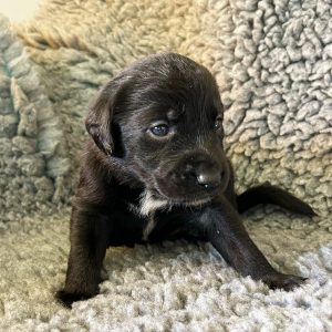 Winnie - Borador Puppy - Female - Grey Collar