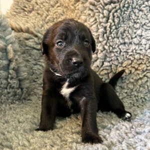 Winnie - Borador Puppy - Female - Grey Collar