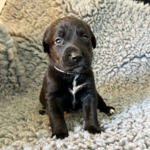 Winnie - Borador Puppy - Female - Grey Collar