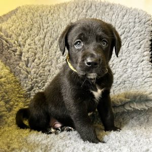 Sonny - Borador Puppy - Male - Yellow Collar