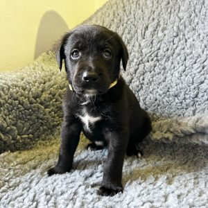Sonny - Borador Puppy - Male - Yellow Collar