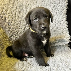 Sonny - Borador Puppy - Male - Yellow Collar