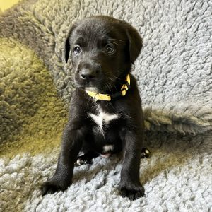Sonny - Borador Puppy - Male - Yellow Collar