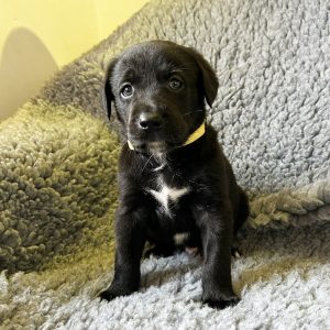 Sonny - Borador Puppy - Male - Yellow Collar